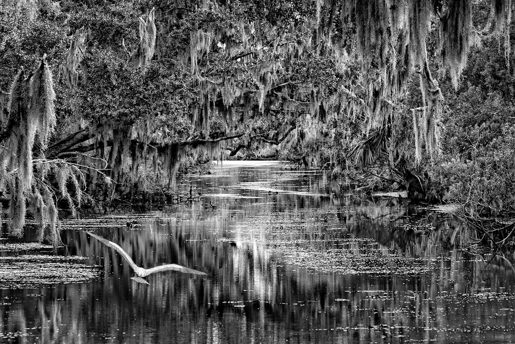 Deep in the Bayou | Shutterbug